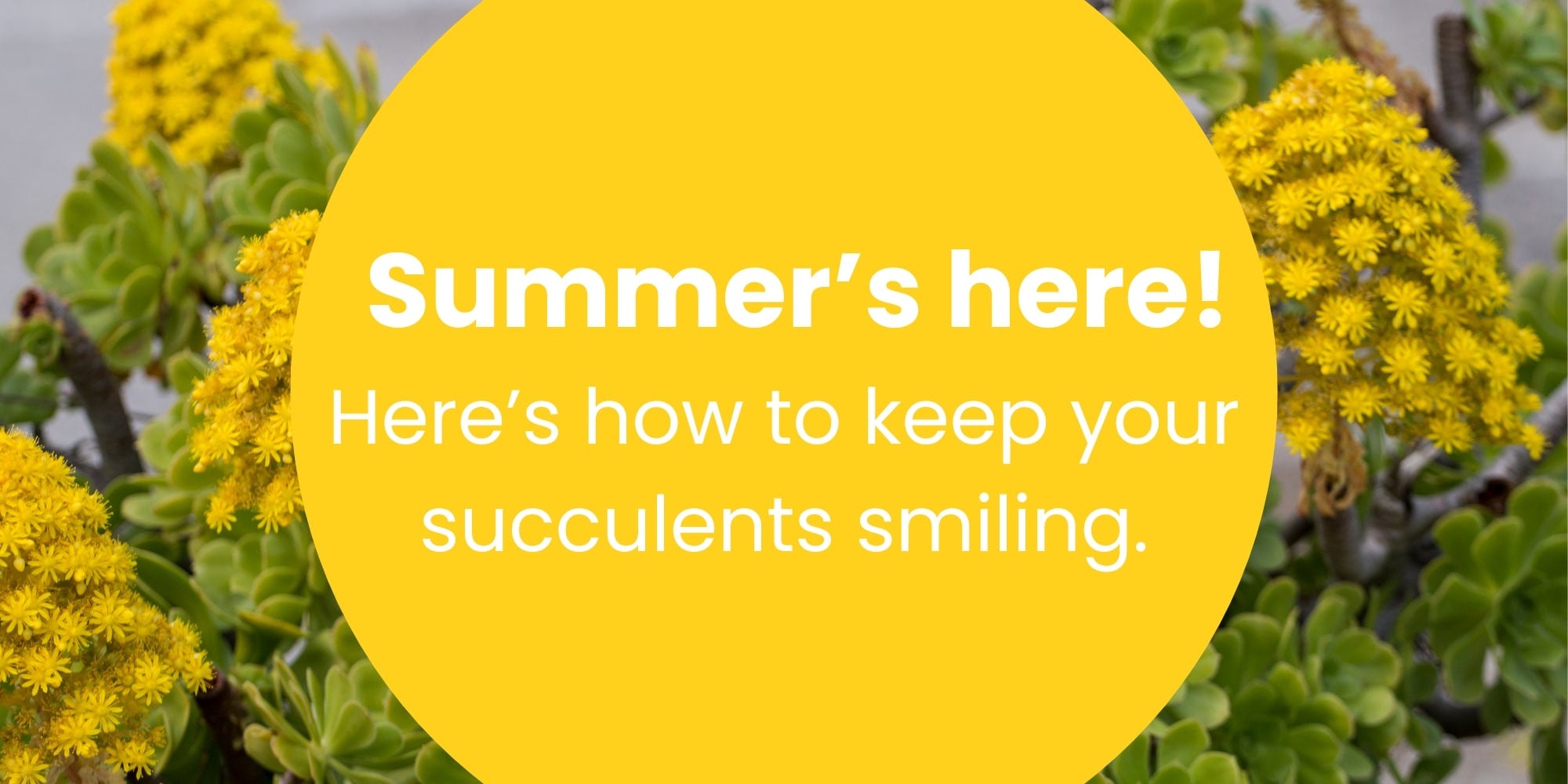 Yellow flowering succulents with text overlay “Summer’s here! Here’s how to keep your succulents smiling” – Mudgee Succulents seasonal care banner