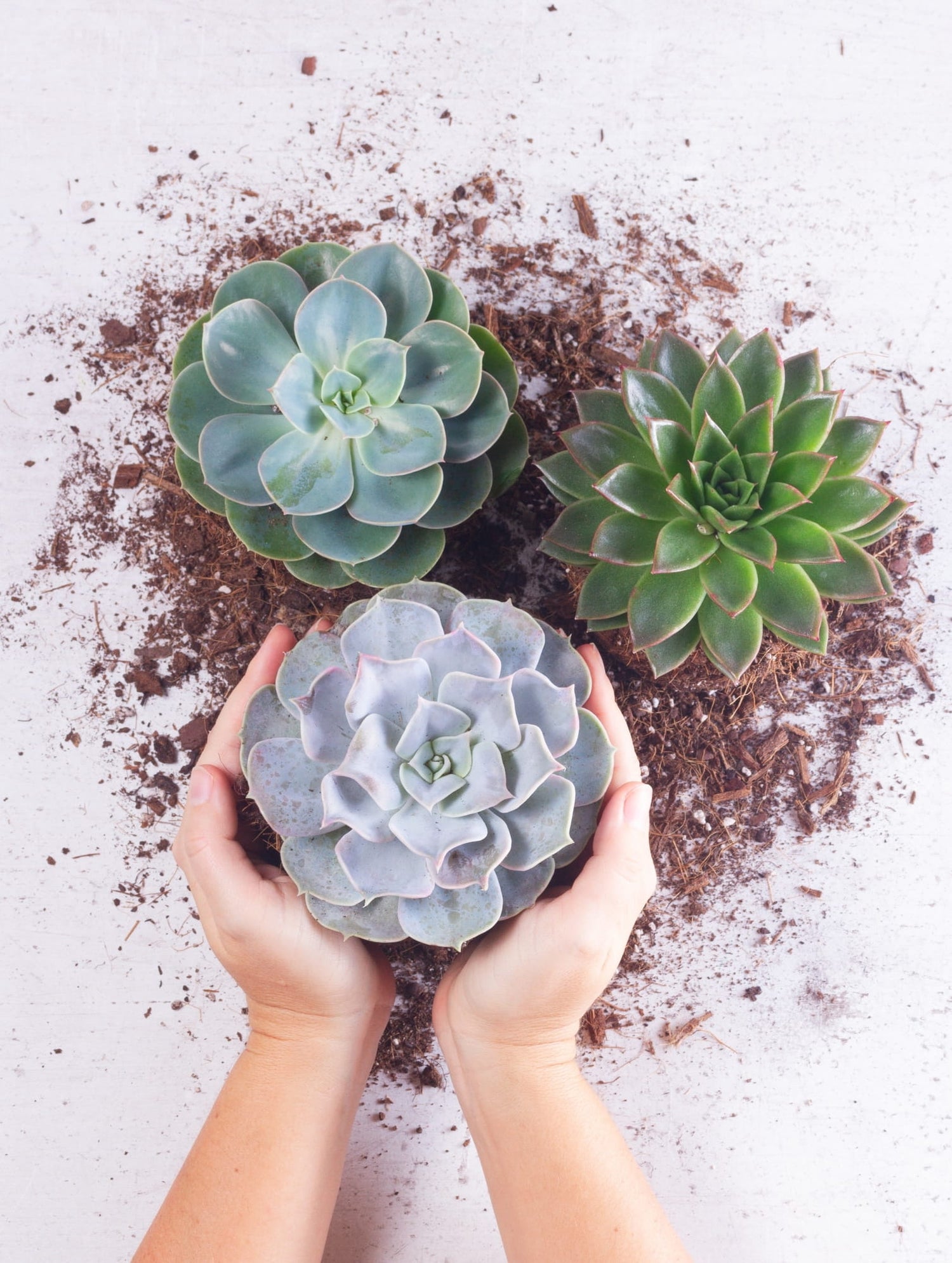 Hands holding an unpotted blue-grey succulent, with two other rosette succulents sitting on loose soil.