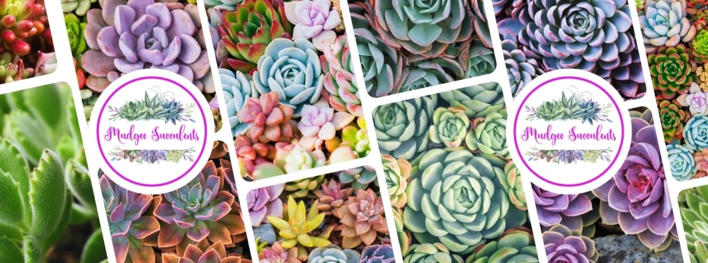 Mudgee Succulents ceramic mug with vibrant succulent collage and logo, photographed on a light background.