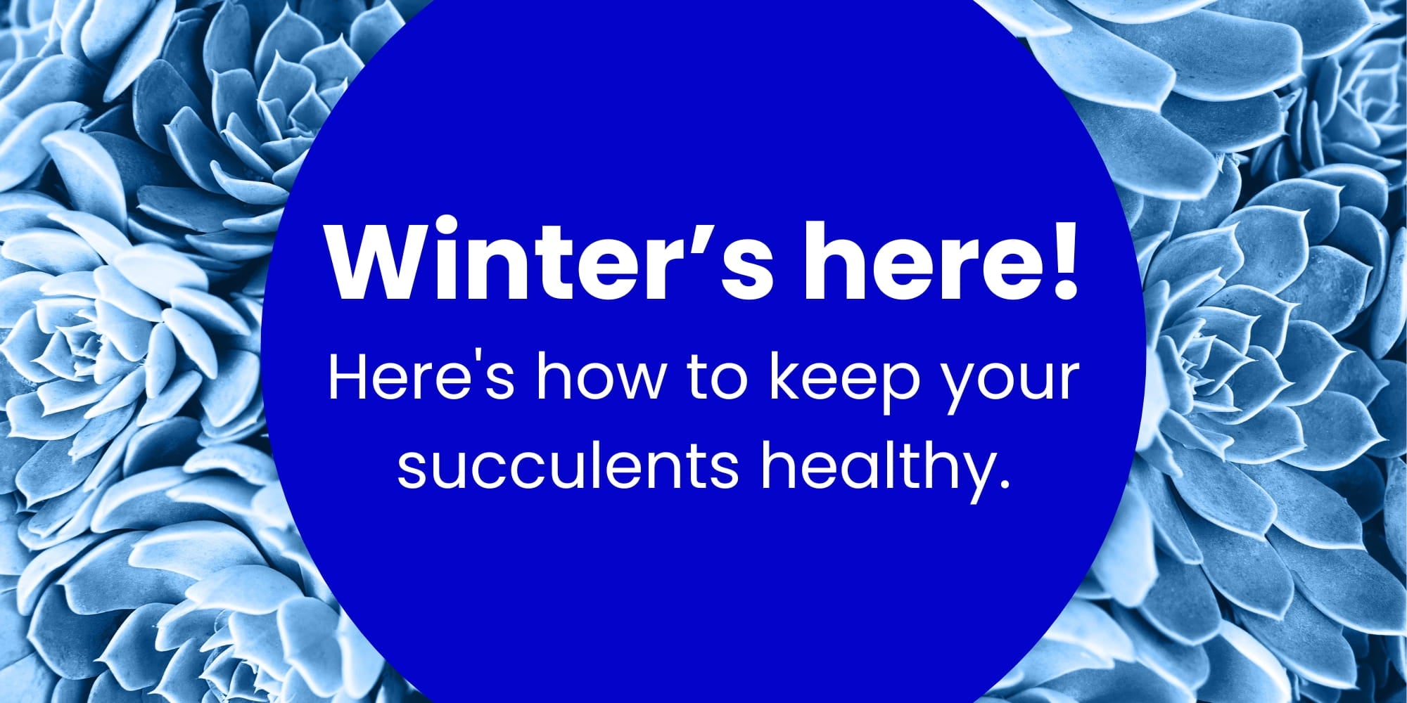 Blue winter succulent banner with text reading ‘Winter’s here! Here’s how to keep your succulents healthy."