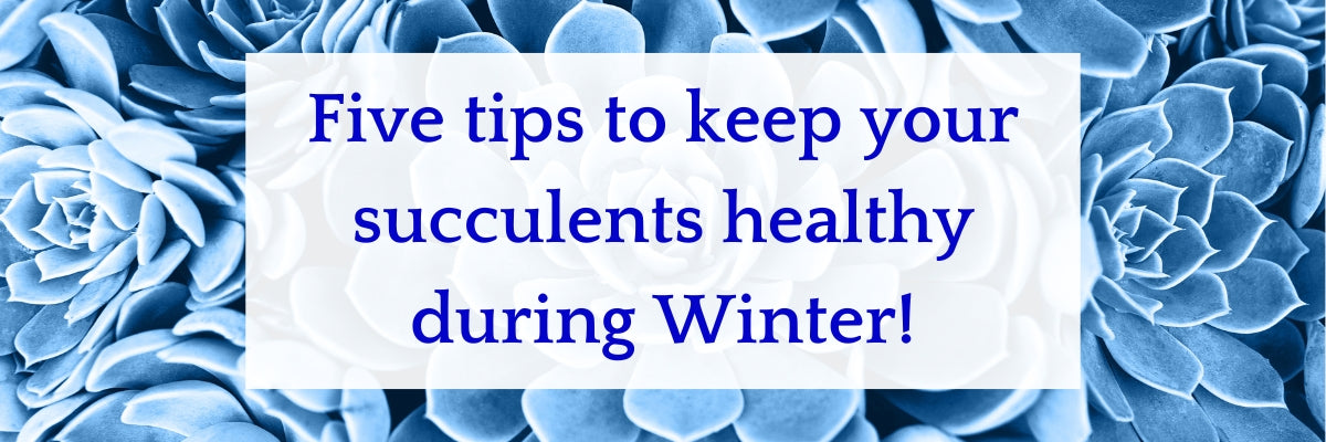 Light blue succulent plants in the background with text that reads "Five tips to keep your succulents healthy during Winter!"