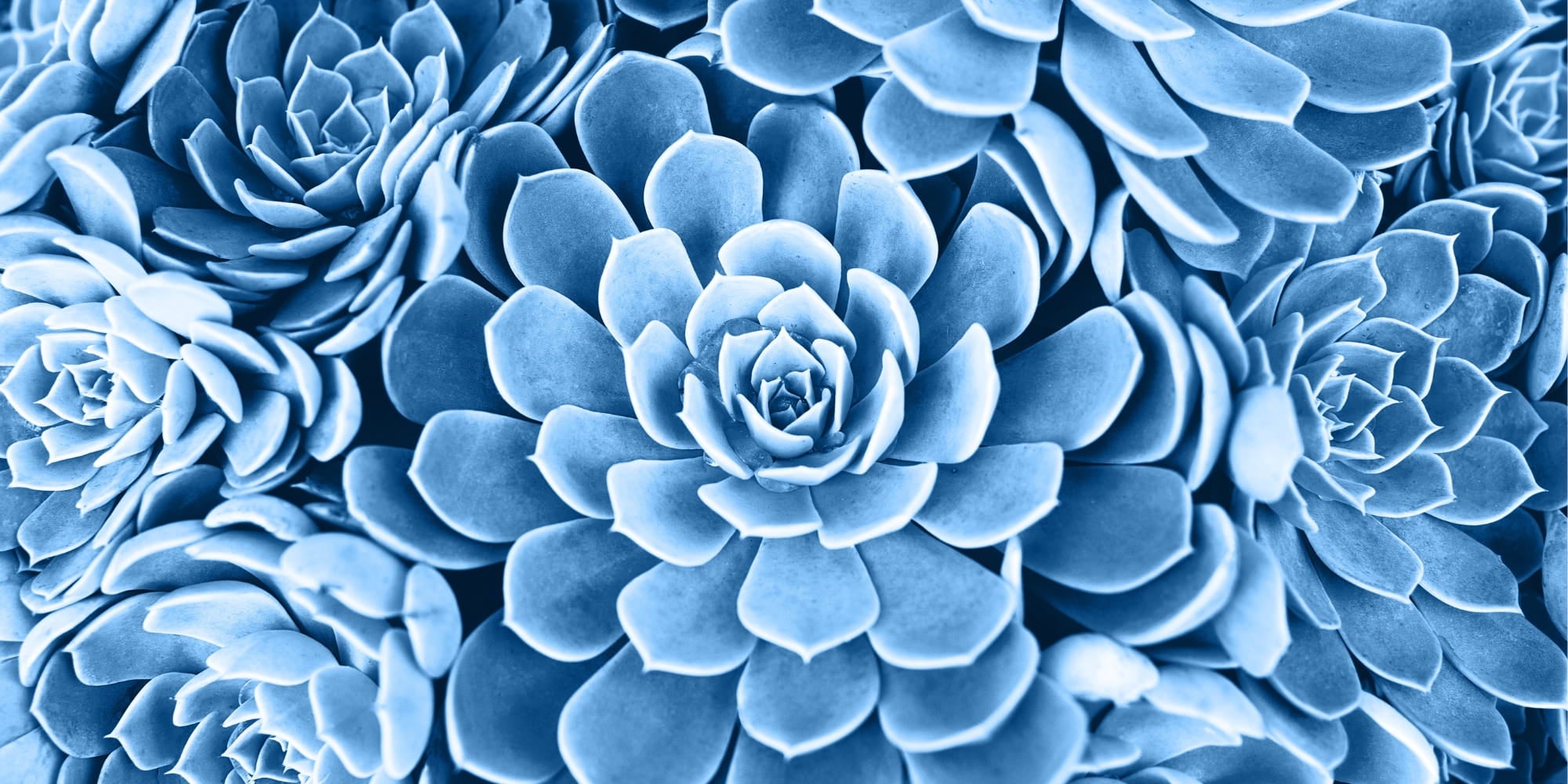 Blue-toned succulent rosettes arranged closely together