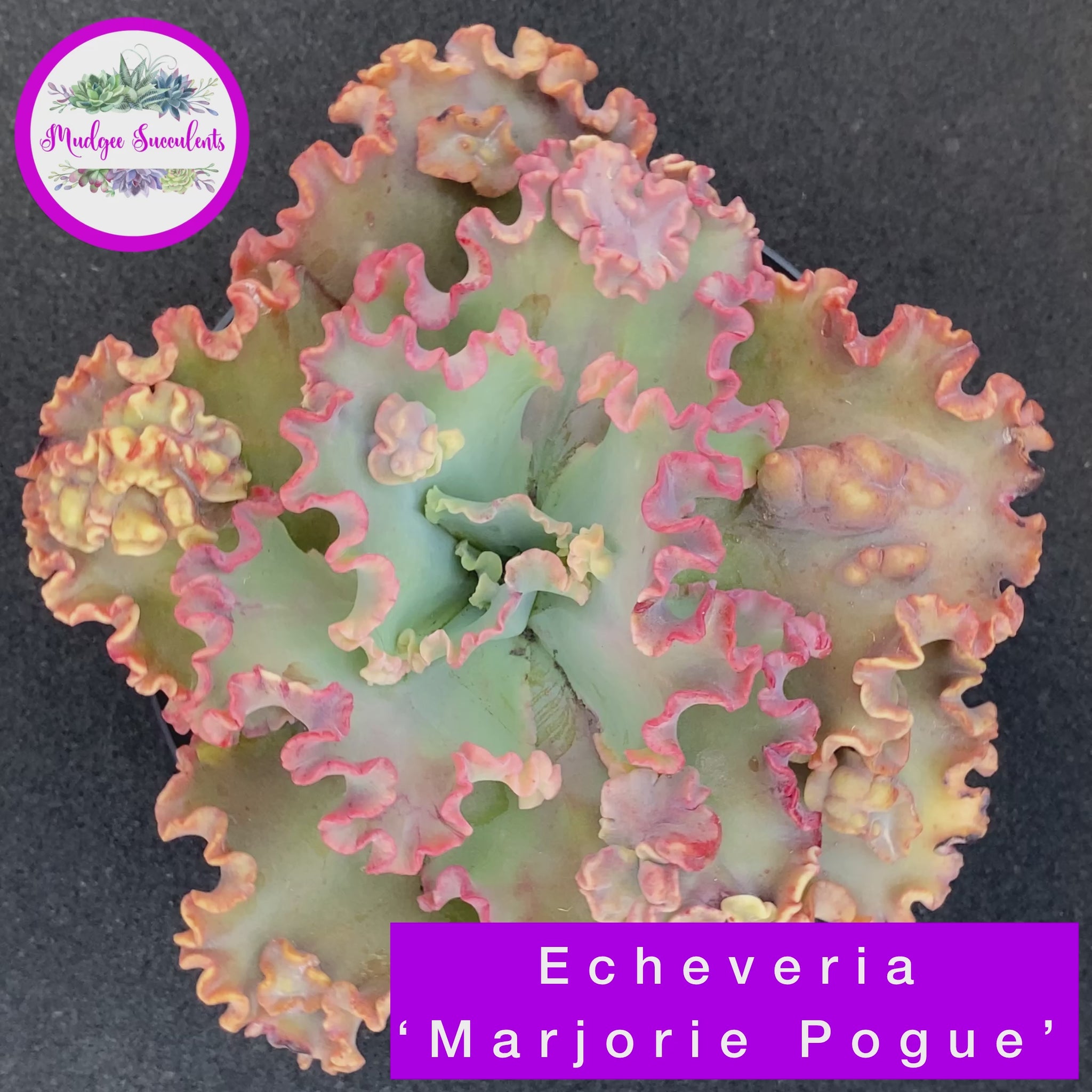 Echeveria 'Marjorie Pogue' Video - Mudgee Succulents