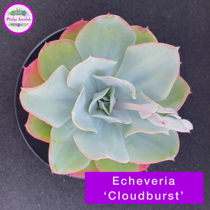 Video of Echeveria 'Cloudburst' - Mudgee Succulents