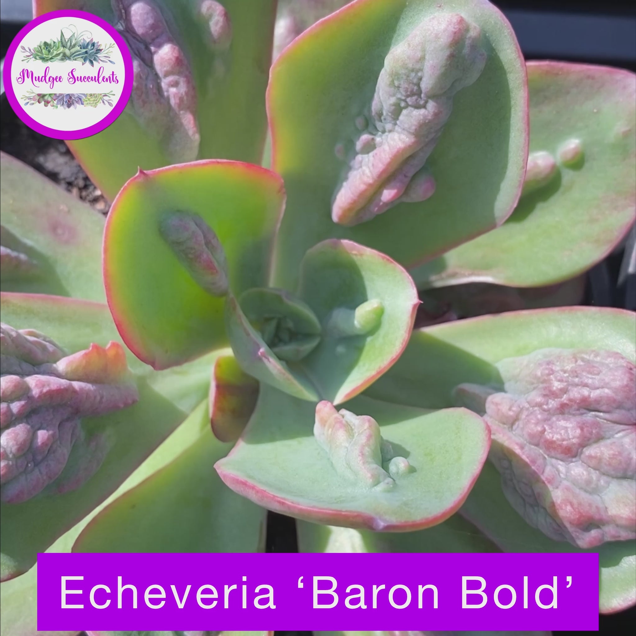 Video of Echeveria 'Baron Bold' - Mudgee Succulents Online Shop 