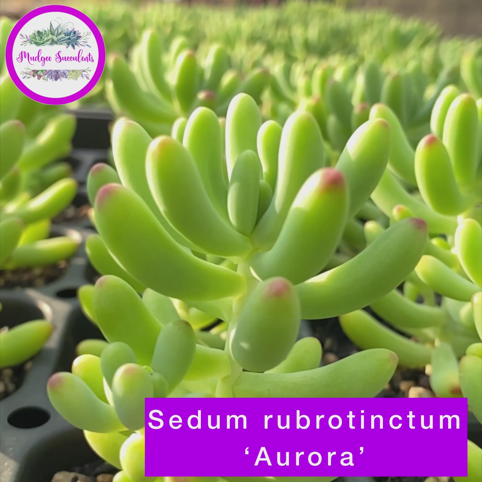 Video of Sedum pachyphyllum - Mudgee Succulents Online Shop