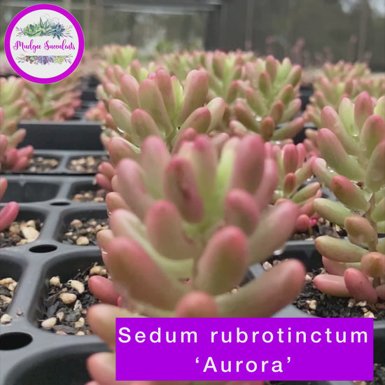 Video of Sedum rubrotinctum 'Aurora' - Mudgee Succulents Online Shop