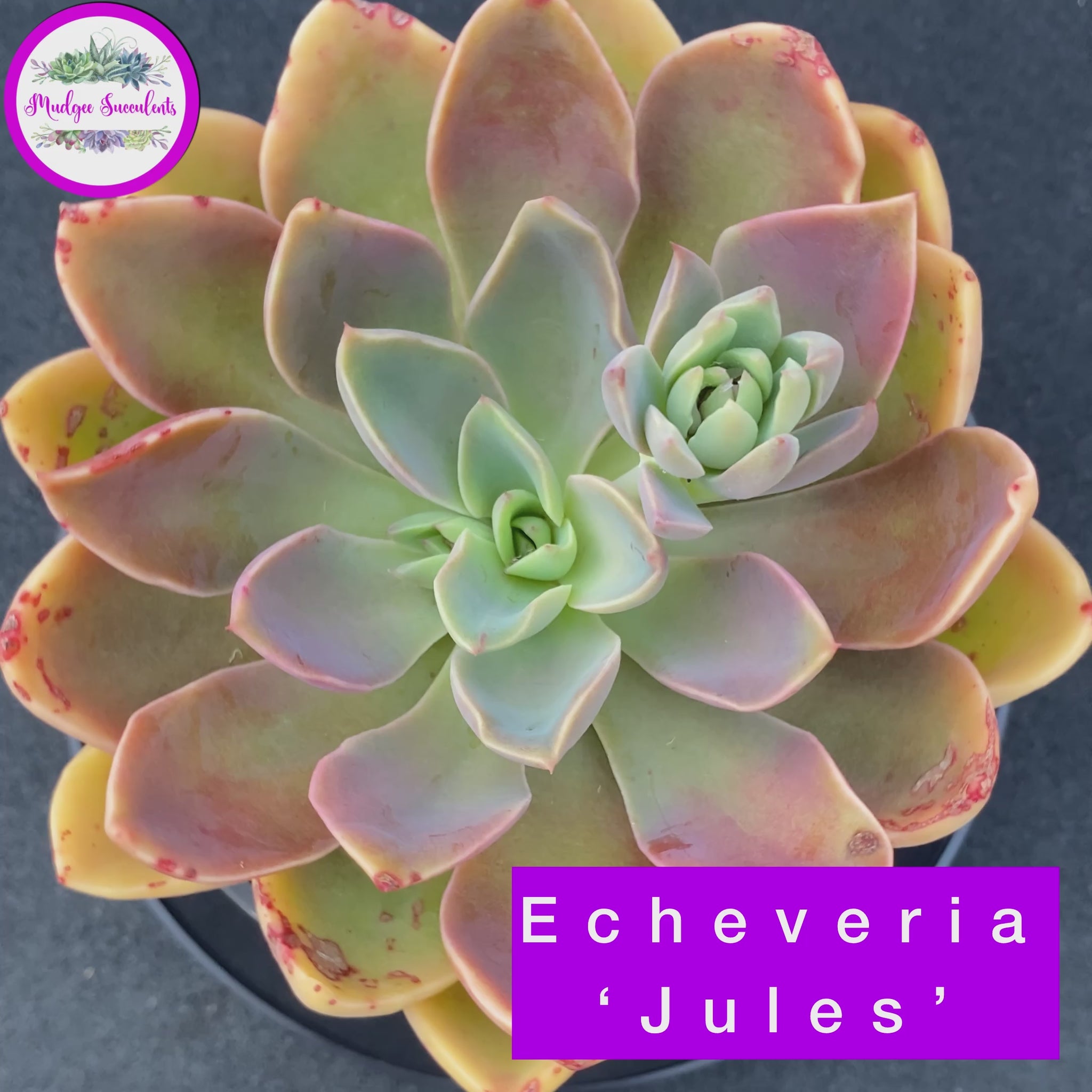 Video of Echeveria 'Jules' - Mudgee Succulents Online Shop