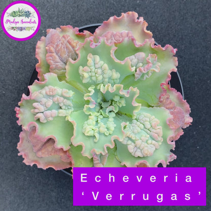 Video of Echeveria 'Verrugas' - Mudgee Succulents